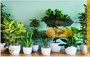 Things You Should Know Before You Buy Indoor Plants in Karachi