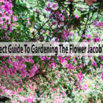 A Perfect Guide To Gardening The Flower Jacob’s Ladder